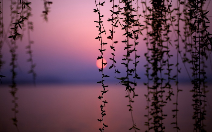 vines, silhouette, landscape, sunset, bokeh, dusk, depth of field