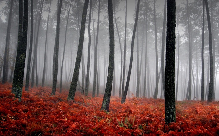 Misty forest with red ferns