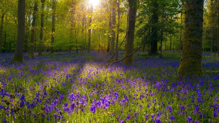 Sunlight filtering through trees onto blue flowers in a forest