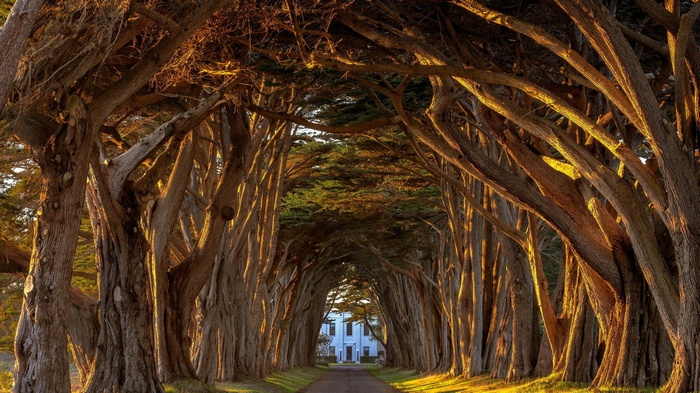 A tree tunnel leads to a white house