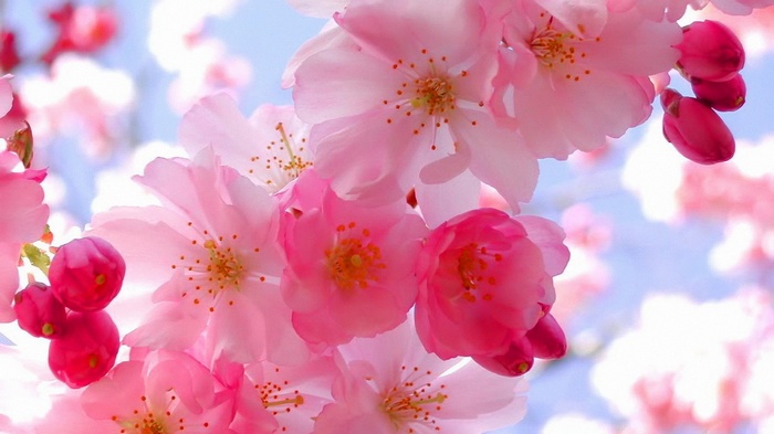 Pink cherry blossoms against a blue sky