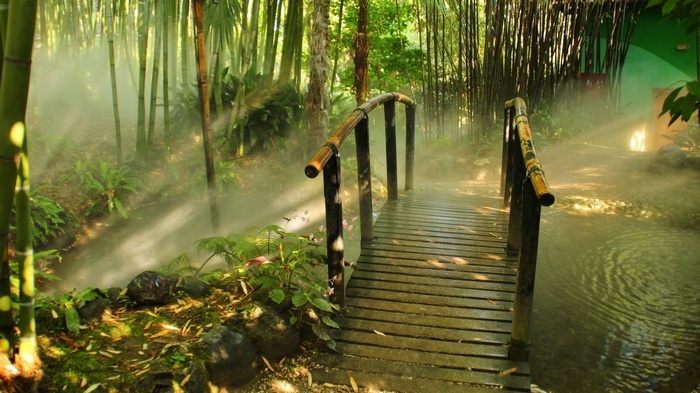 Wooden bridge over a stream in a bamboo forest