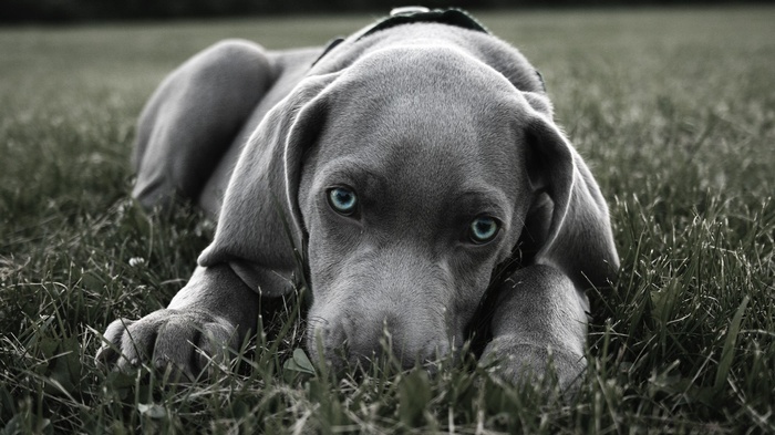 Weimaraner puppy with striking blue eyes lying in grass