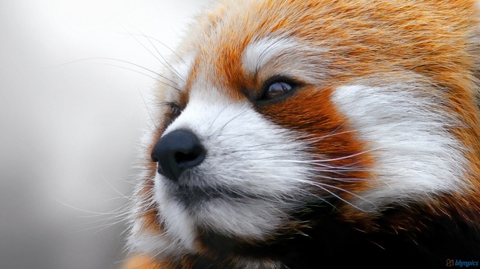red panda, animals, panda