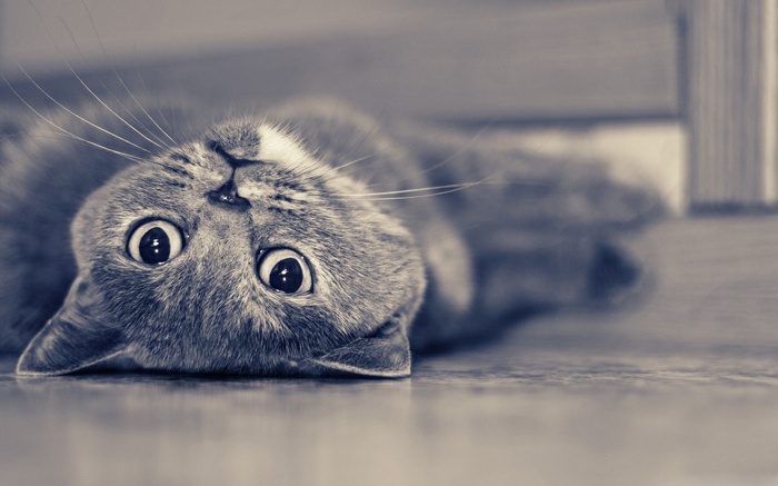 British Shorthair cat lying on its back