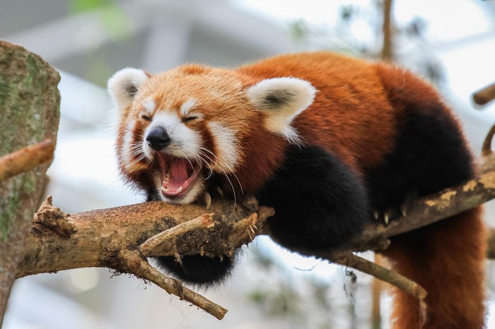 Red panda yawning on a tree branch