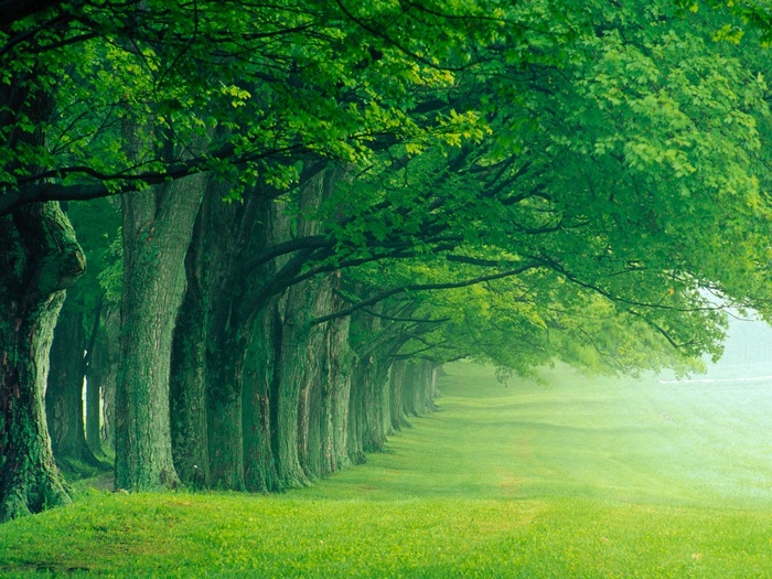 Trees lining a path in Louisville, Kentucky