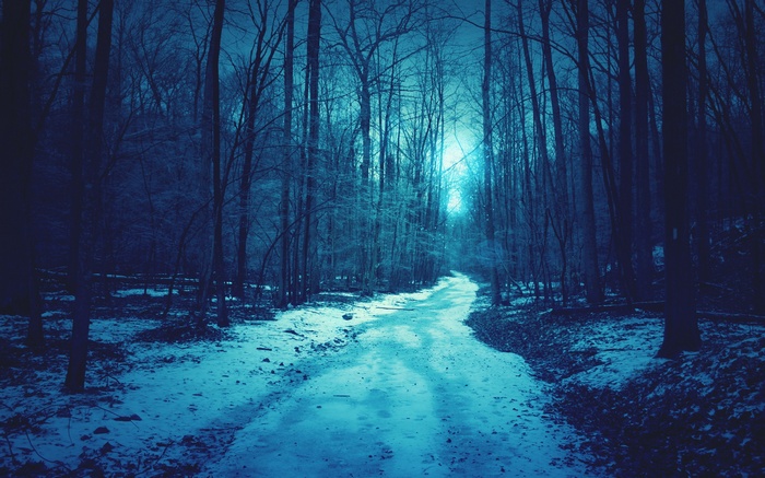 Snowy path through a dark, blue forest