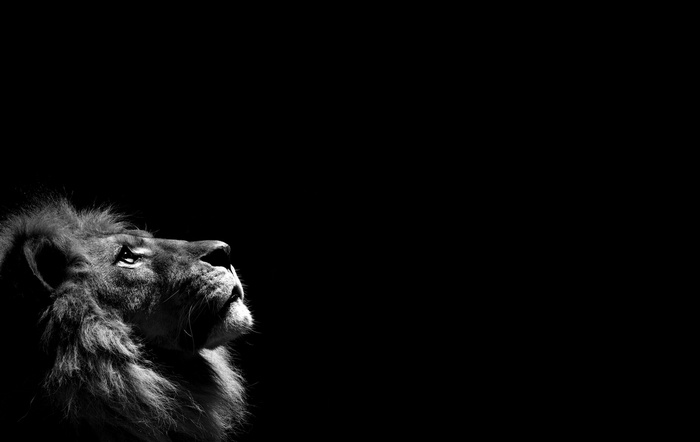 Monochrome portrait of a lion looking up