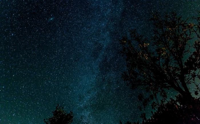 Starry night sky with trees