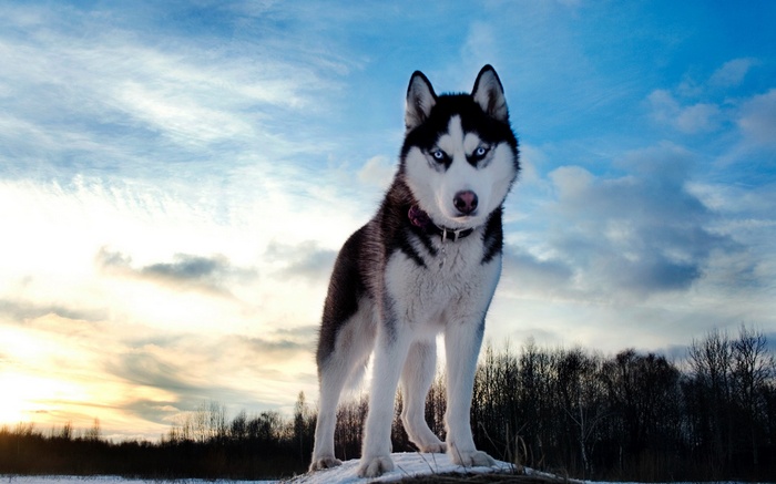 Siberian Husky standing on a snowy hill