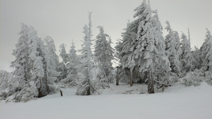Snow-covered trees in a winter forest landscape