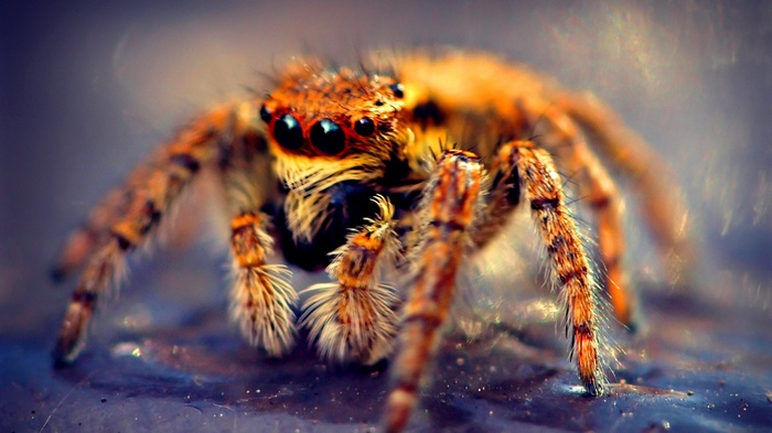 Macro shot of a jumping spider with large eyes