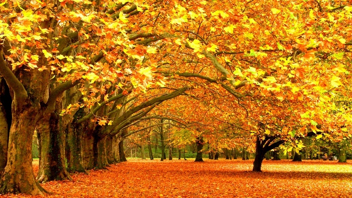 Autumn trees with yellow and orange leaves