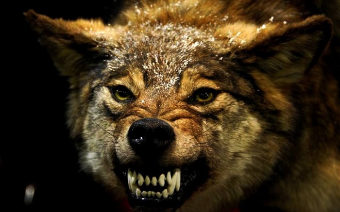 Close-up of an angry wolf with snow on its fur
