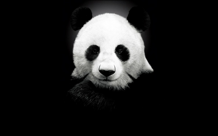 Monochrome close-up of a panda's face