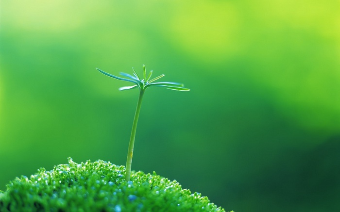 Close-up of a small green sprout on moss