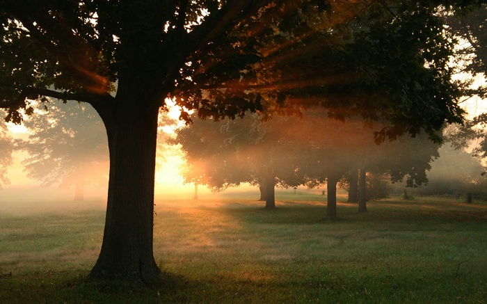 Sunlight filtering through trees in a misty meadow