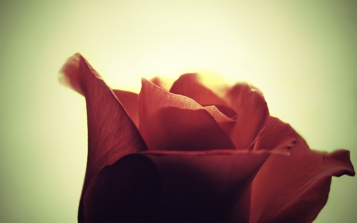 Close-up of a red rose with soft lighting
