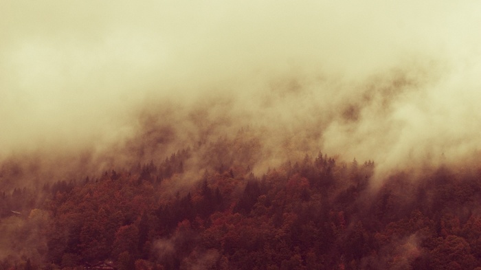 Misty forest landscape with autumn foliage