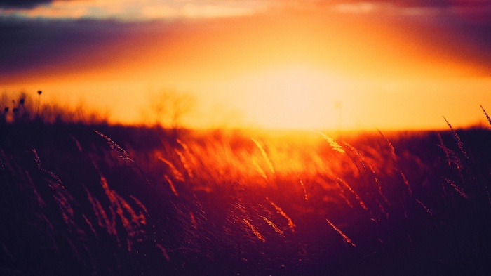Golden Hour Sunset Over a Field of Grass