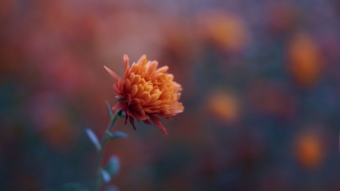 Orange chrysanthemum flower in soft focus