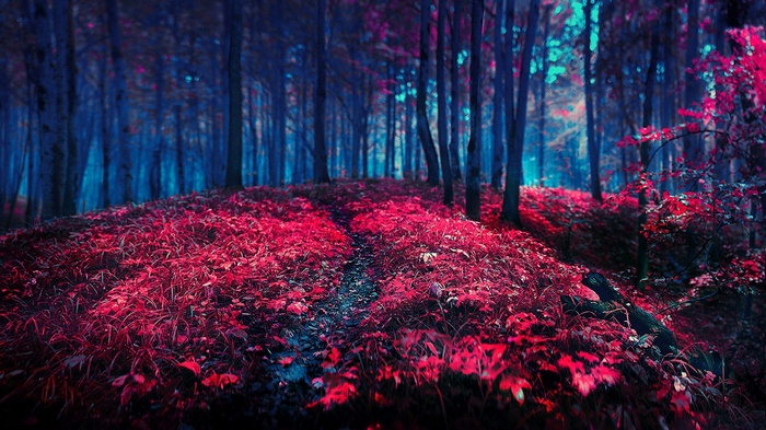A path through a surreal forest with red and blue foliage