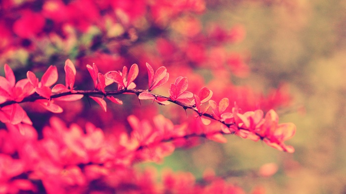 Close-up of a branch with red leaves and thorns