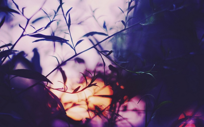 Sunlight filtering through plants with purple hues