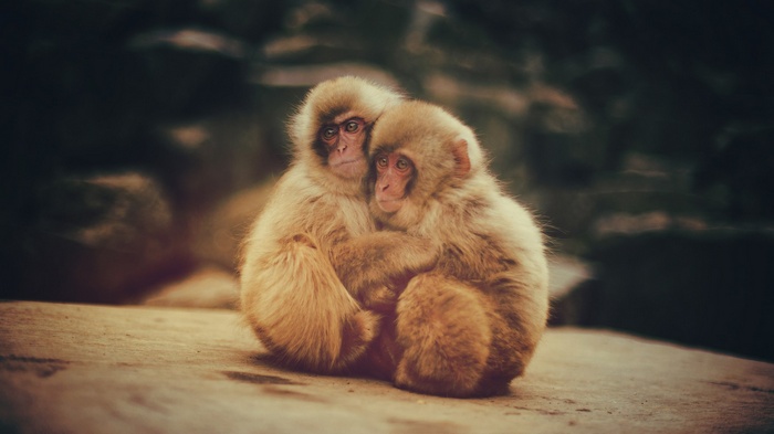 Two Japanese macaques hugging each other