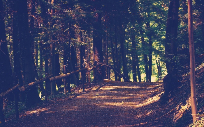 A dirt path winds through a dense forest with tall trees.