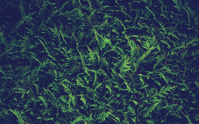 Green coniferous branches close-up