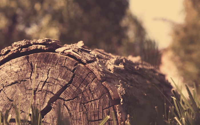Close-up of a cracked log in grass