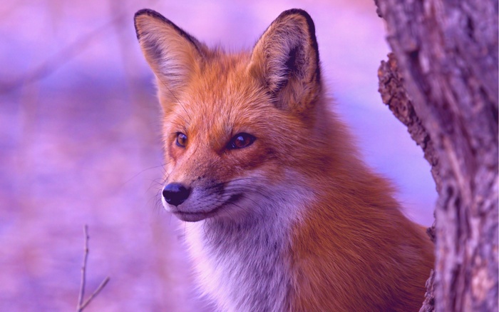Close-up of a red fox near a tree