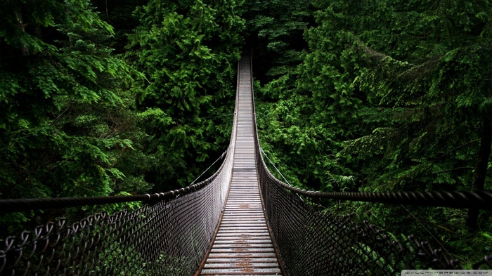 Suspension bridge through a dense green forest