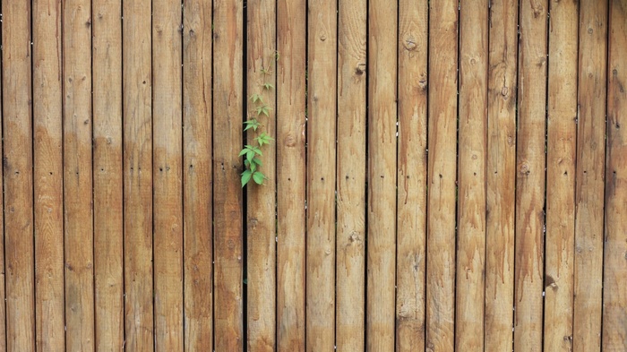 Green vine growing on a wooden fence