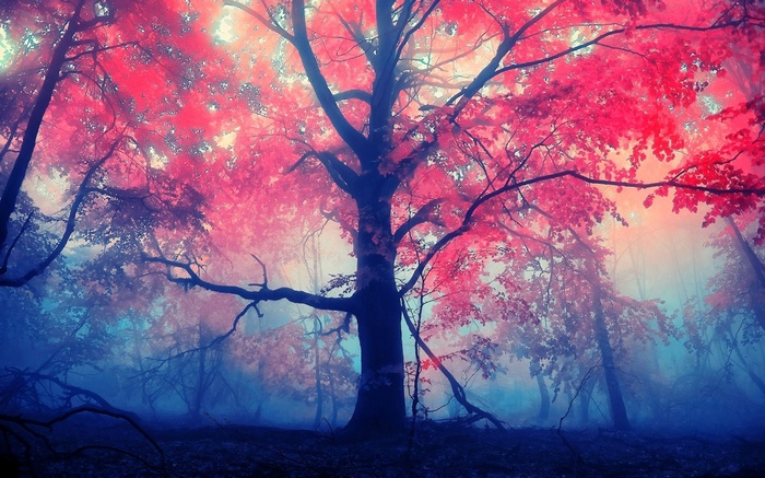 Mystical forest with pink and blue mist