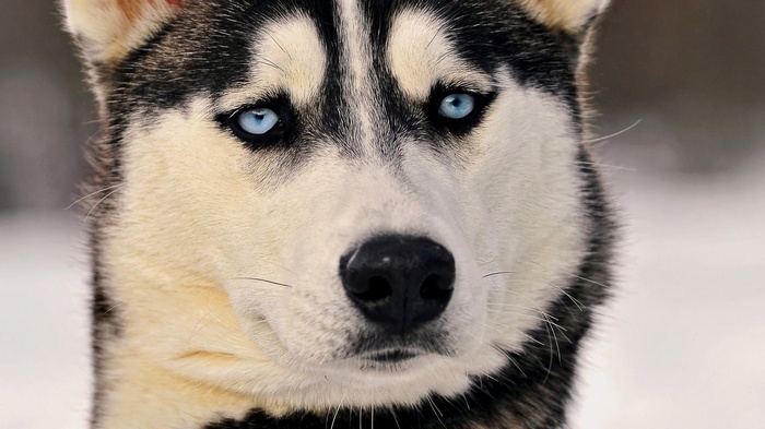 Close-up of a Siberian Husky dog with blue eyes