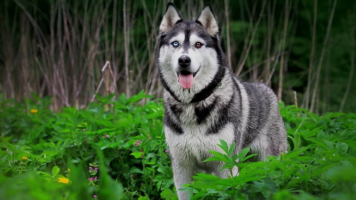 Siberian Husky with heterochromia in green foliage