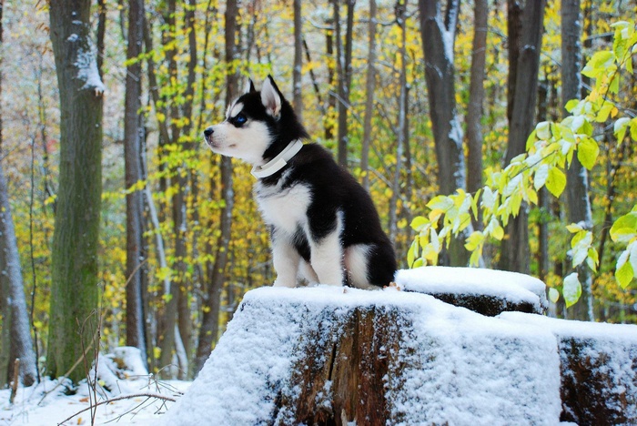 Siberian Husky puppy sitting on a snowy tree stump