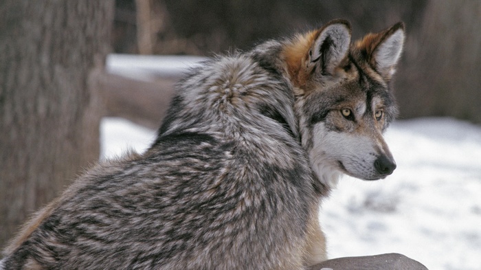 Wolf in the snow