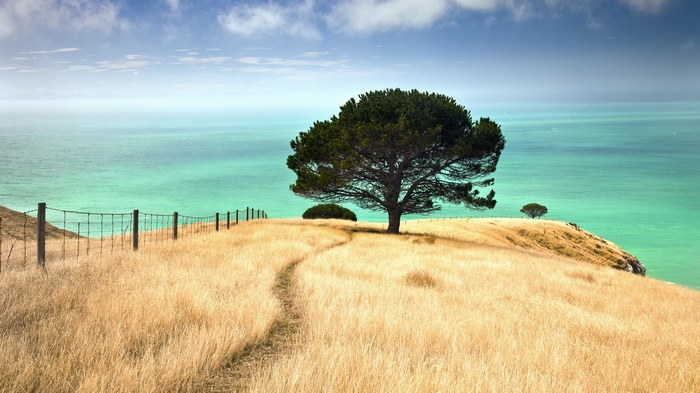 A lone tree on a grassy hill overlooking the sea