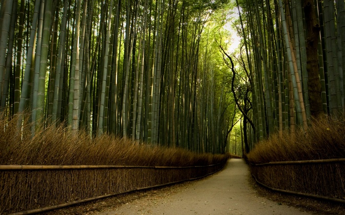 A dirt path winds through a dense bamboo forest