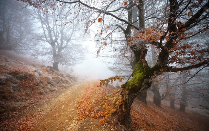 Misty forest path with autumn leaves and trees