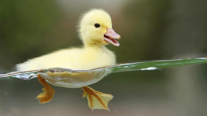A yellow duckling swims in the water