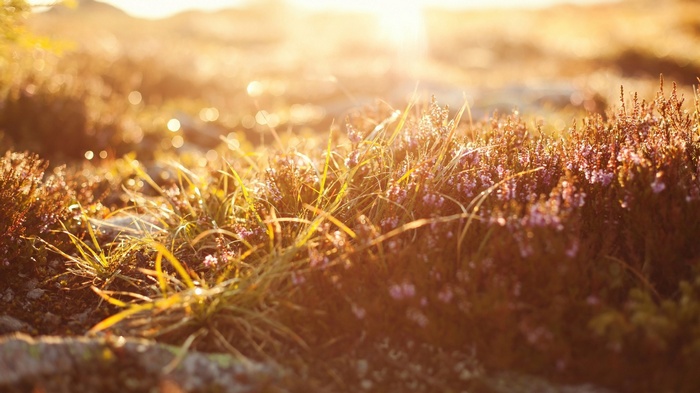 Sunlight on grass and heather with bokeh