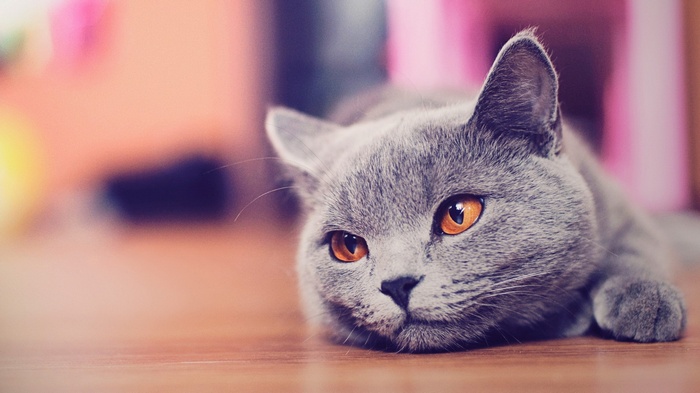 British Shorthair cat with orange eyes lying down
