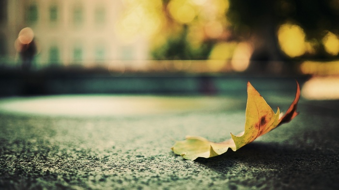 Autumn leaf on the ground with bokeh background