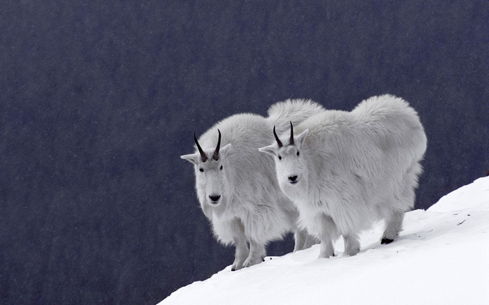 Goats Animals