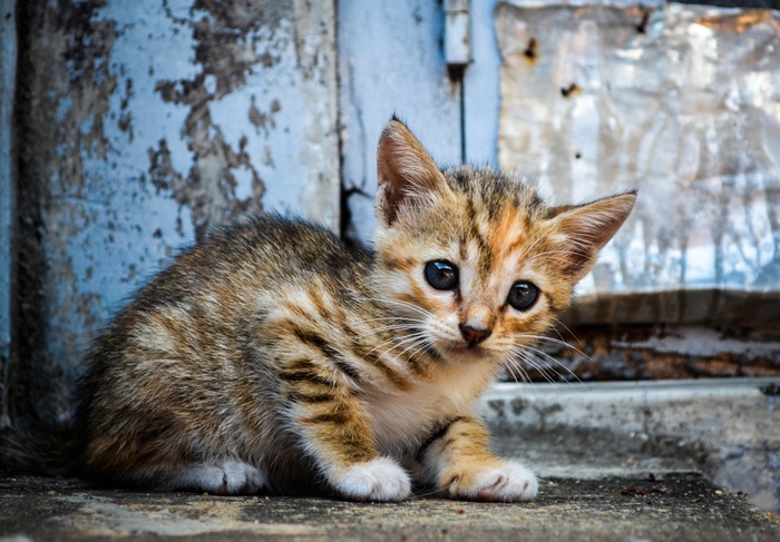 Cat Baby Animals